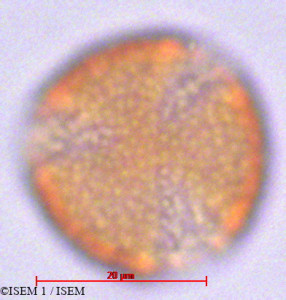 ISEM 1/Caltha_sagittata_29118/Caltha_sagittata_29118_0001(copy)_thumb.jpg